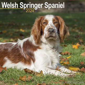 Avonside Welsh Springer Spaniel Kalender 2024