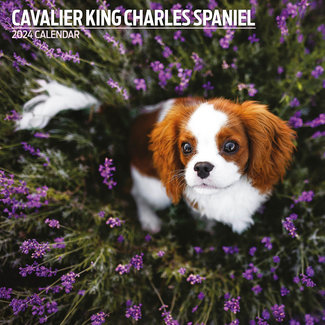 Magnet & Steel Cavalier King Charles Spaniel Calendar 2024