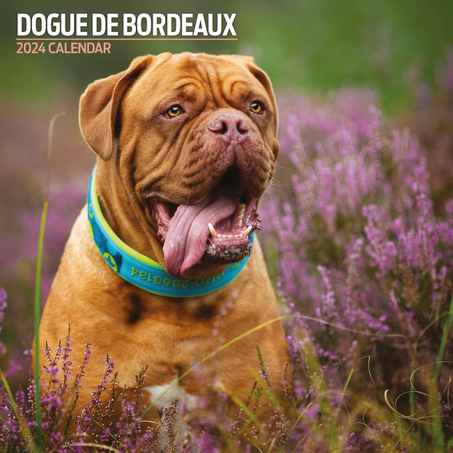 Magnet & Steel Bordeaux Dog Kalender 2024