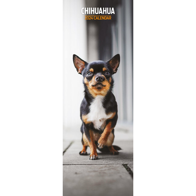 Chihuahua Calendar 2024 Slimline Buy? Simply order online