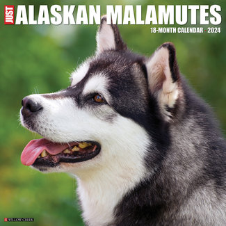 Willow Creek Alaskan Malamute Kalender 2024