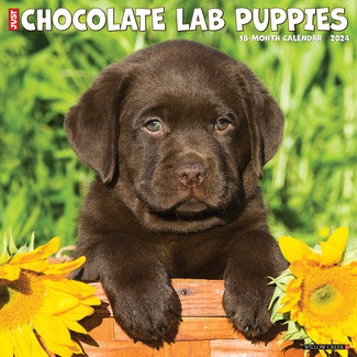 Willow Creek Labrador Retriever Brown Puppies Calendar 2024
