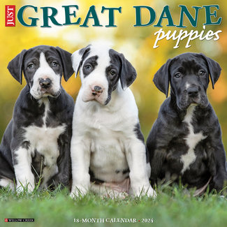 Willow Creek Great Dane Puppies Calendar 2024
