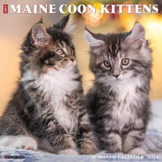 Willow Creek Maine Coon Kittens Calendar 2024