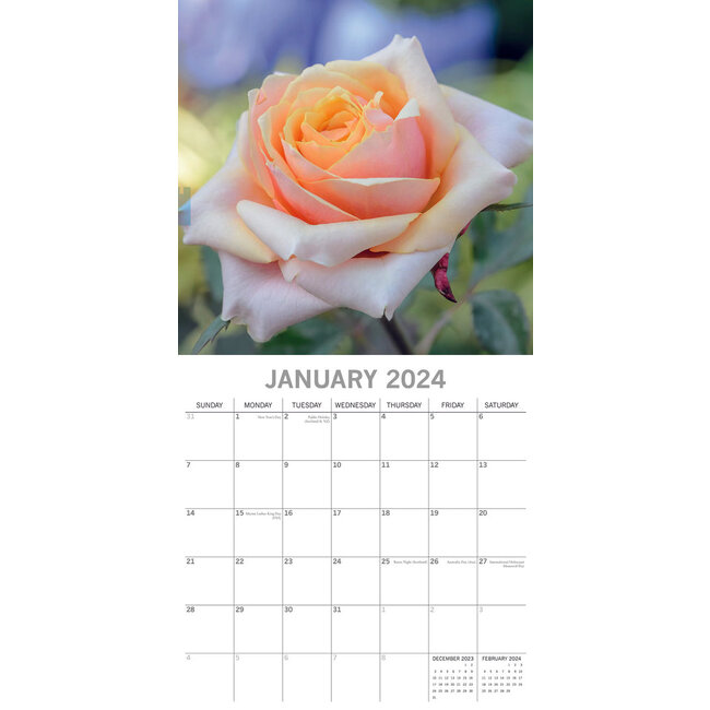 Buy Roses Calendar 2024? Order online quickly and easily