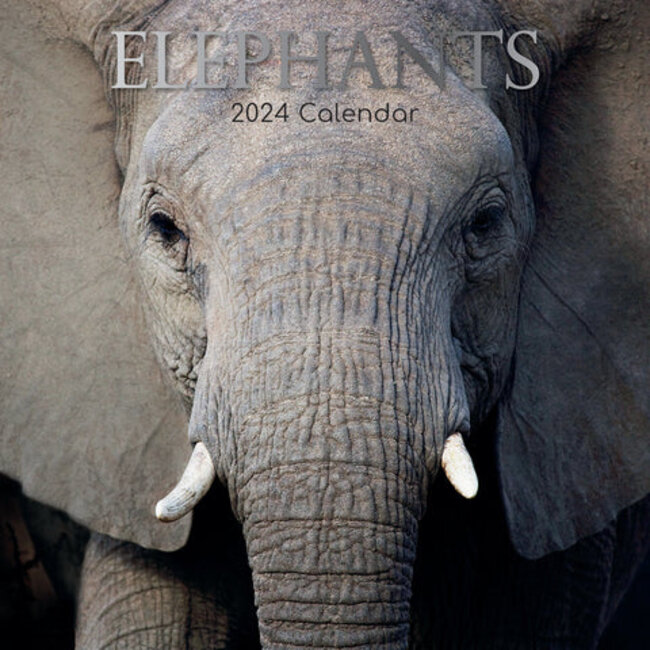 Calendrier des éléphants 2025