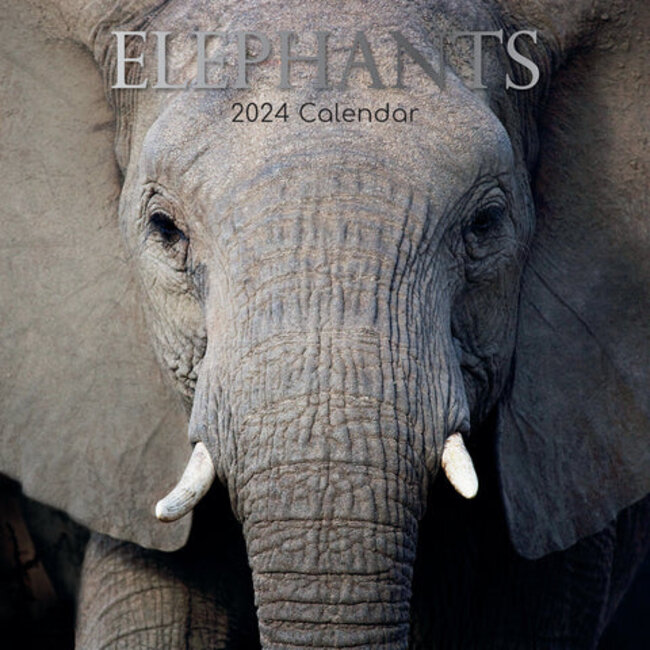 The Gifted Stationary Calendrier des éléphants 2025