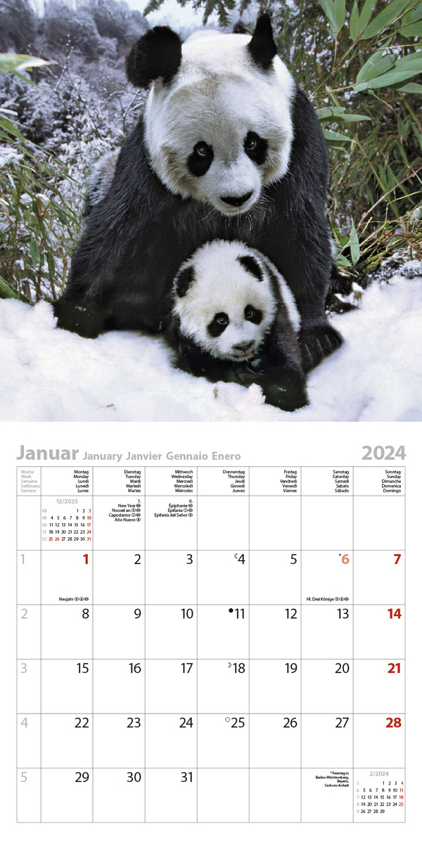 Panda Kalender 2024 kaufen einfach online bestellen