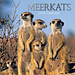 The Gifted Stationary Meerkats Calendar 2025
