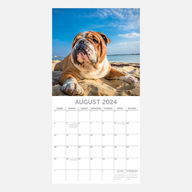 Bulldog Calendar 2024