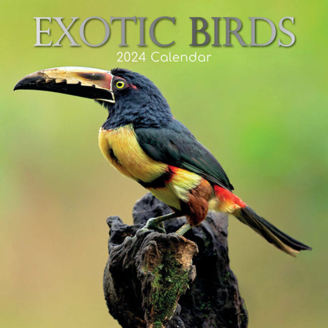 Exotische Vögel Kalender 2025