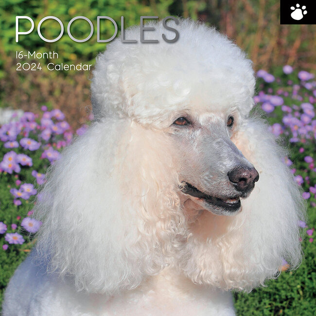 Buy Poodle Calendar 2024 order online easily Kalenderwinkel.nl