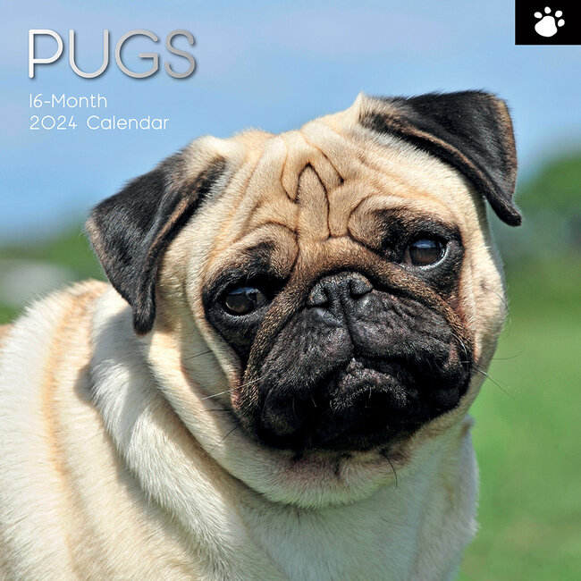 The Gifted Stationary Pug Calendar 2025