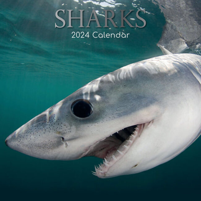 Calendario degli squali 2025