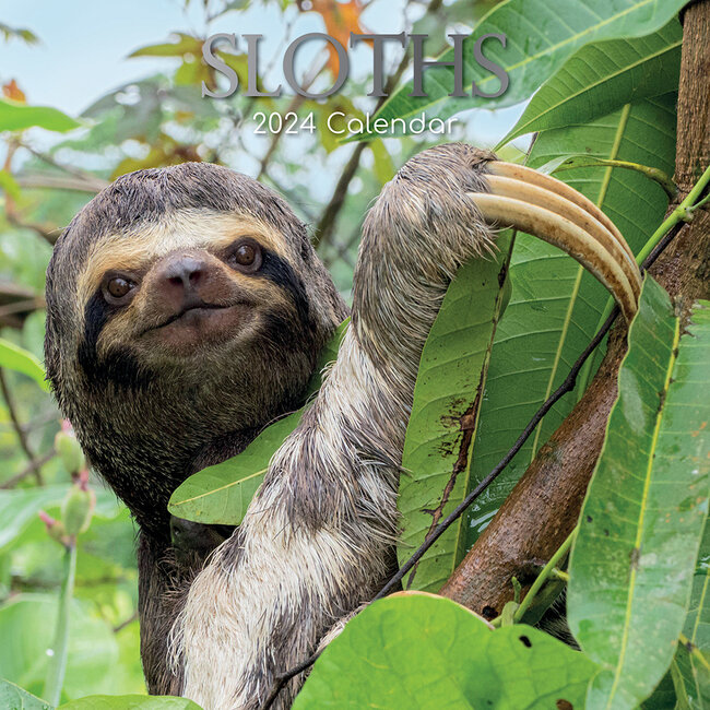 Sloth Calendar 2025