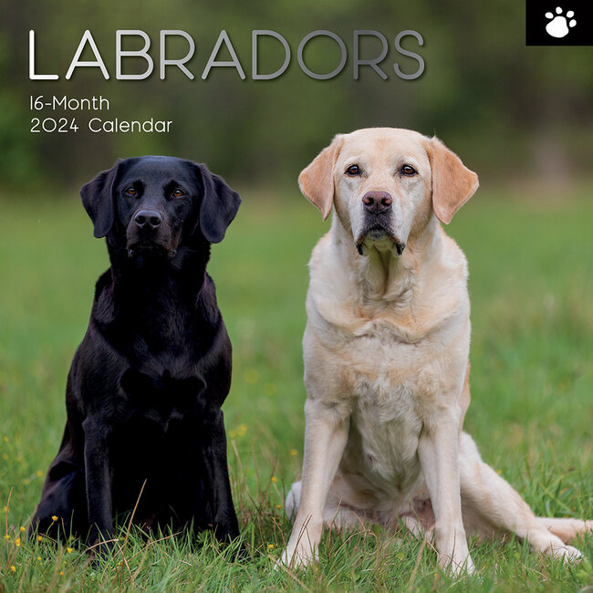 The Gifted Stationary Labrador Retriever Calendrier mixte 2025