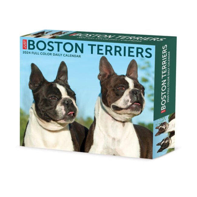 Boston Terrier Calendar 2024 Boxed