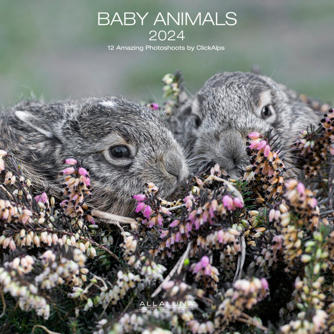 Baby Animals Calendar 2024