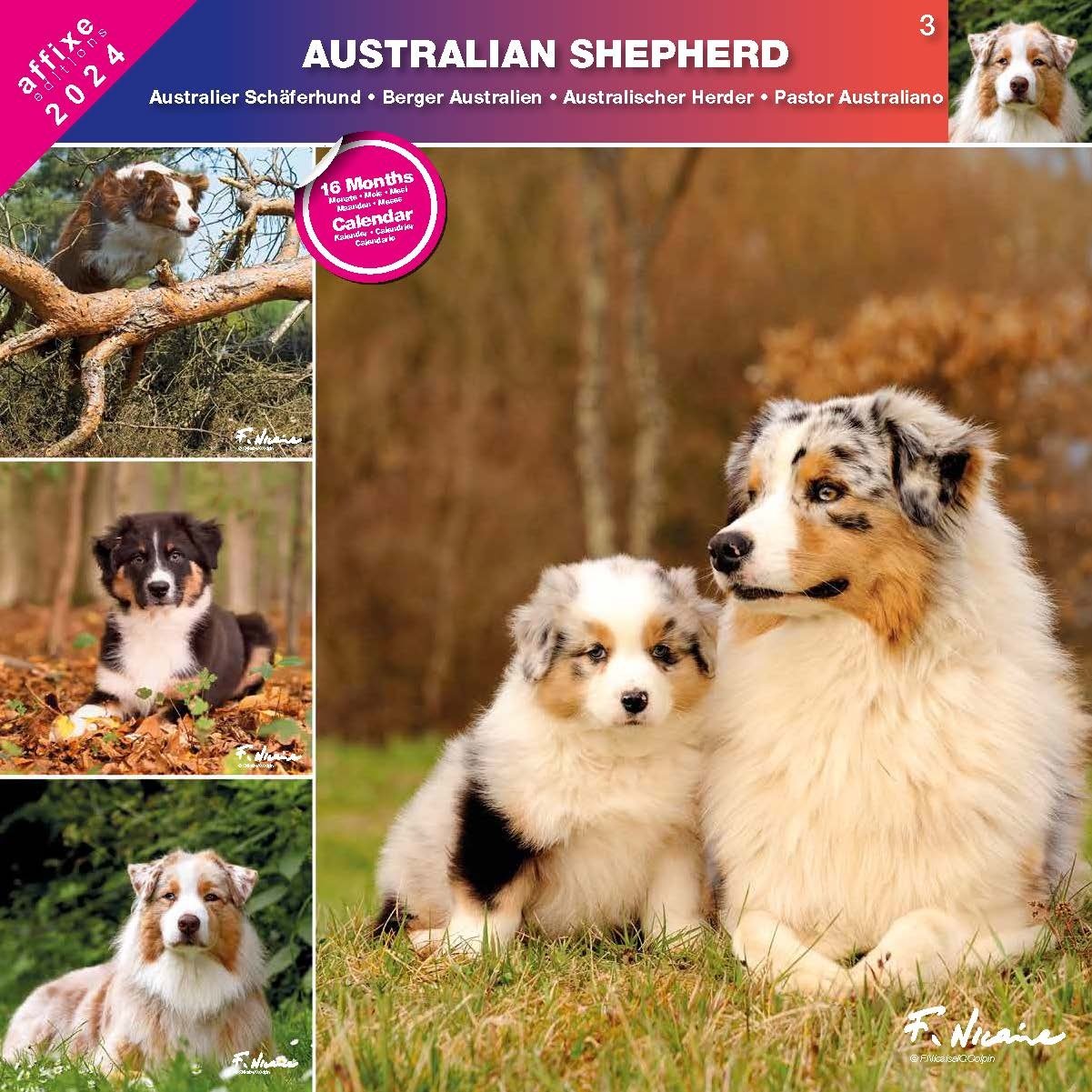 Australian Shepherd Calendar 2024 Buy simply order online