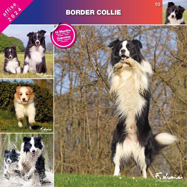 Calendario Border Collie 2024 Comprar Orden fácilmente en línea