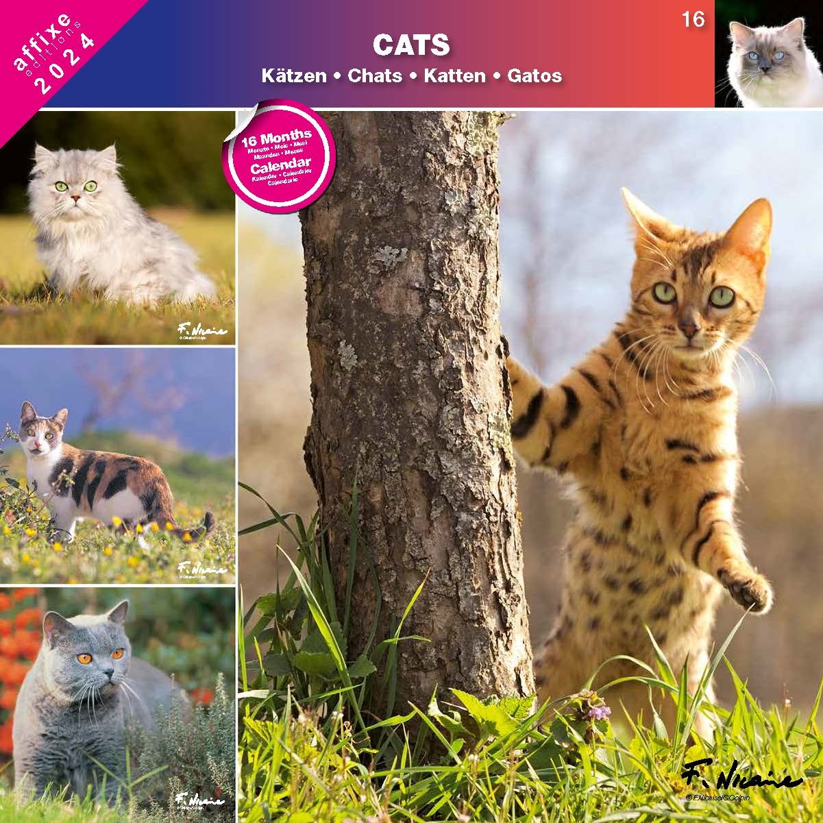Buy Cat Calendar 2024 Order easily online Kalenderwinkel.nl