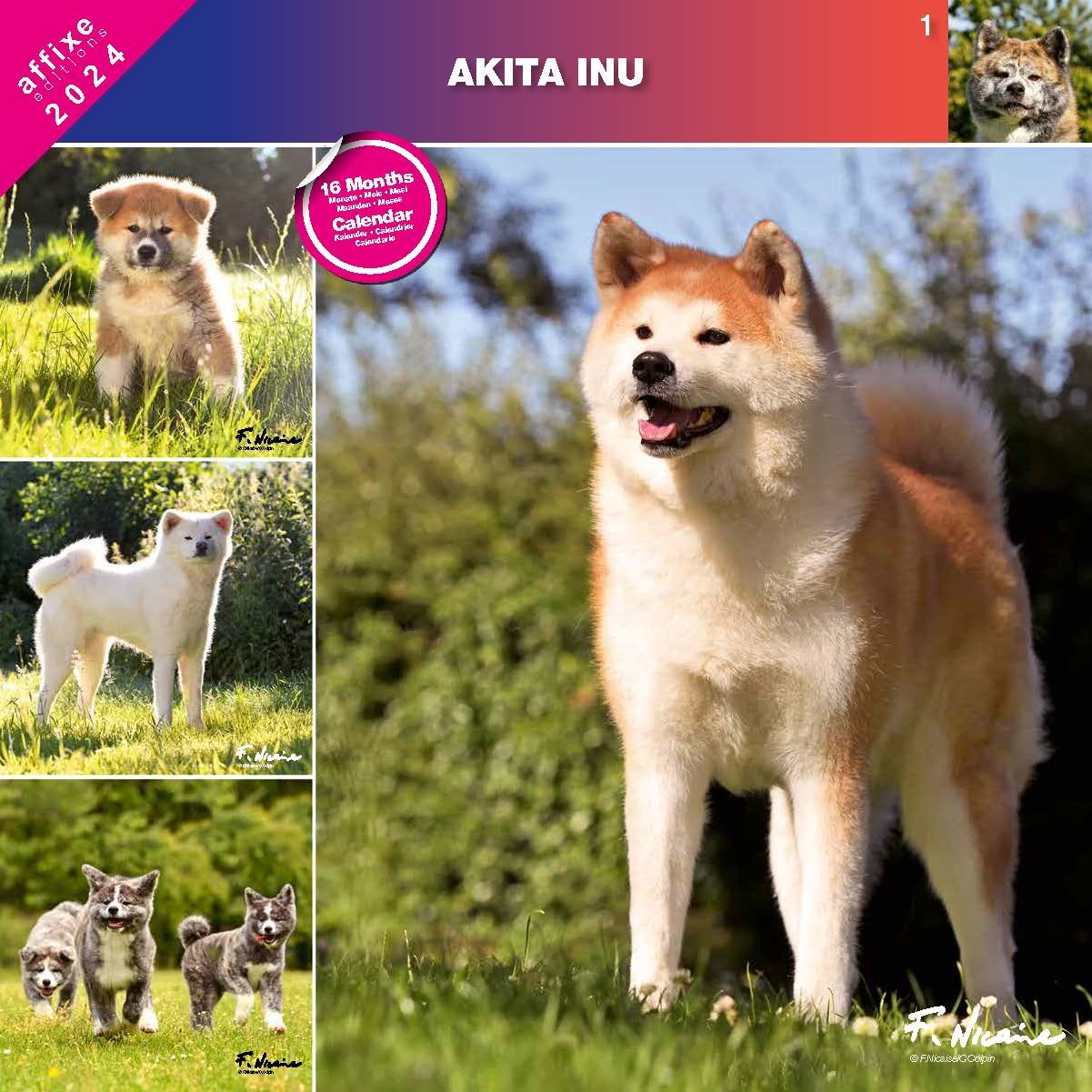 Akita Calendar 2024 Simply order online Kalenderwinkel.nl