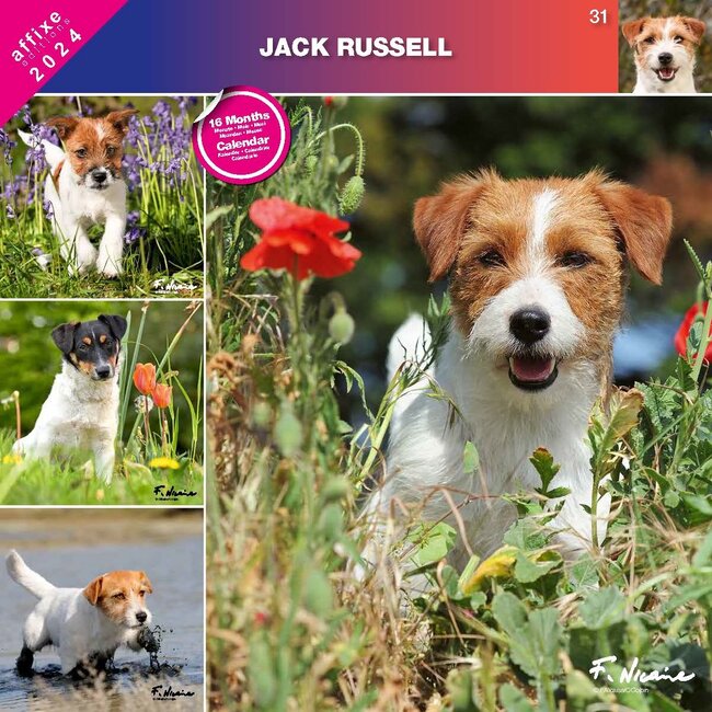 Jack Russell Terrier Calendario 2024 Comprar Orden fácilmente en