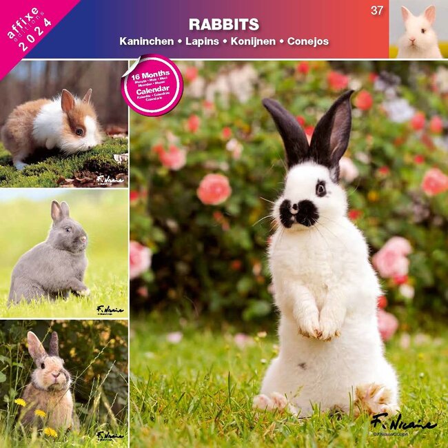 Buy Rabbits Calendar 2024 order online easily Kalenderwinkel