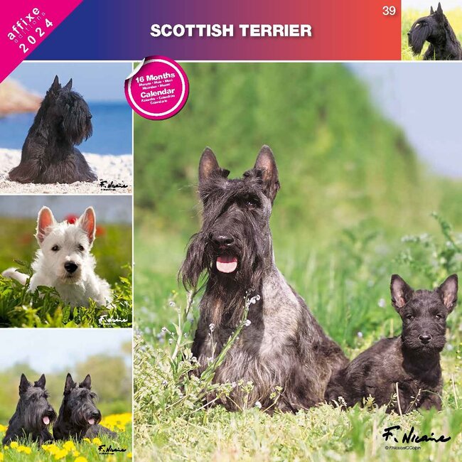 Affixe Editions Calendario Terrier Escocés 2025