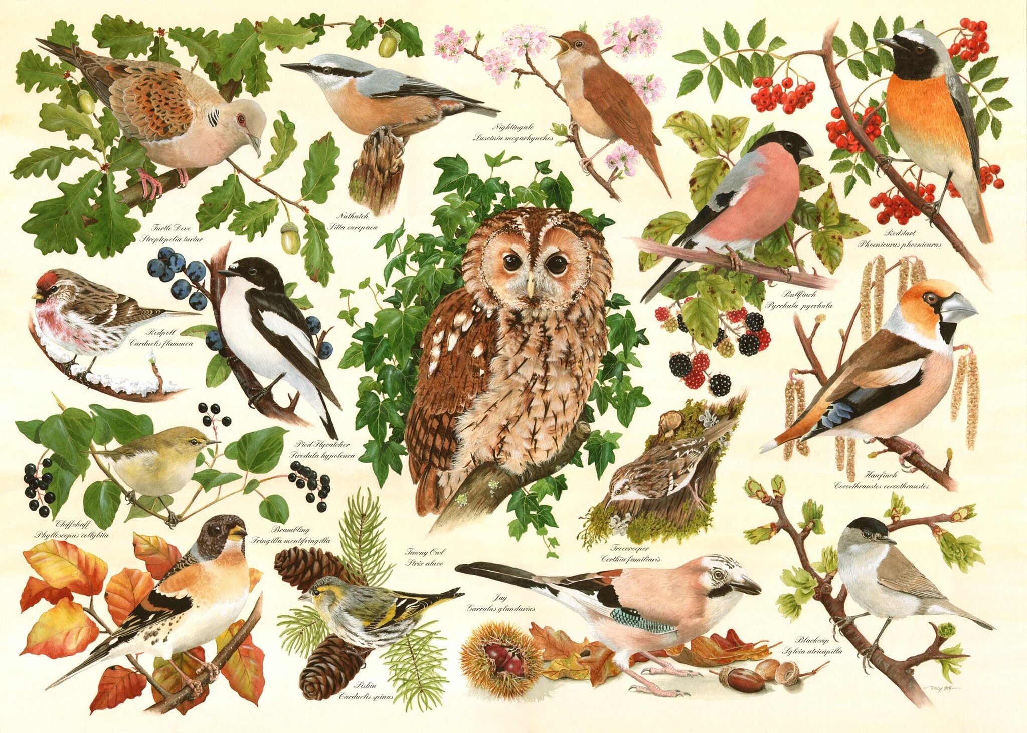 Woodland Birds Puzzel 500 XL stukjes