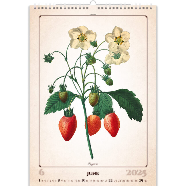 Buying Herbarium Calendar 2025? Simply and quickly online