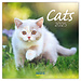 Korsch Verlag Calendrier des chats 2025