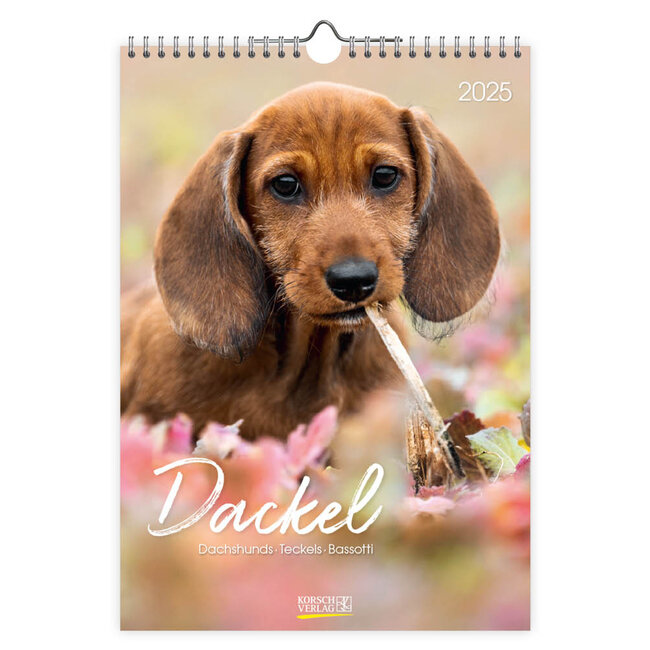 Dachshund Calendar 2025 Buy? Order online quickly and easily