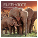 The Gifted Stationary Calendario degli elefanti 2025