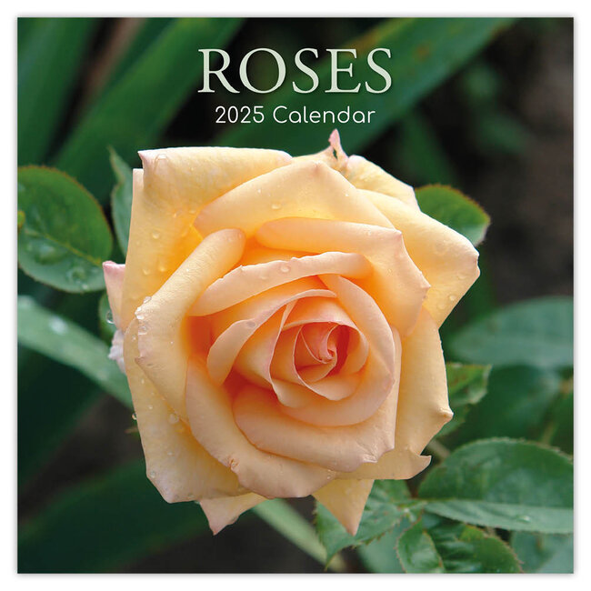 The Gifted Stationary Rose - Calendario delle rose 2025