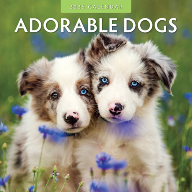 Adorable Dogs Calendar 2025