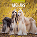 Red Robin Calendrier du chien afghan 2025