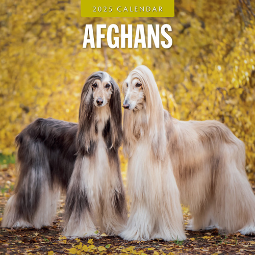 Afghan Hound Calendar 2025 Buy? Quick and easy online Kalenderwinkel.nl