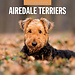 Red Robin Airedale Terrier Kalender 2025