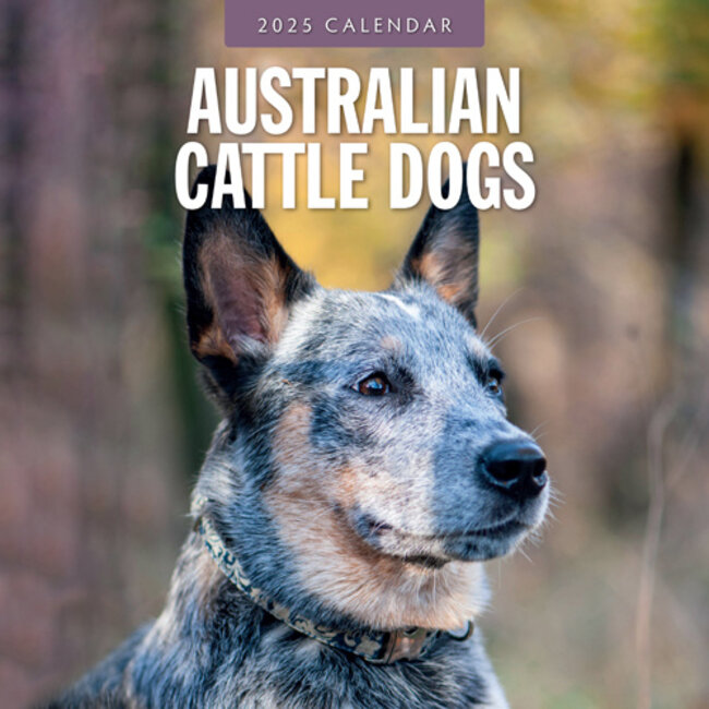 Red Robin Australian Cattle Dog Kalender 2025