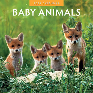 Red Robin Baby-Tiere Kalender 2025
