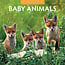 Red Robin Baby-Tiere Kalender 2025