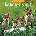 Red Robin Baby Animals Calendar 2025