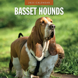 Red Robin Calendrier Basset Hound 2025