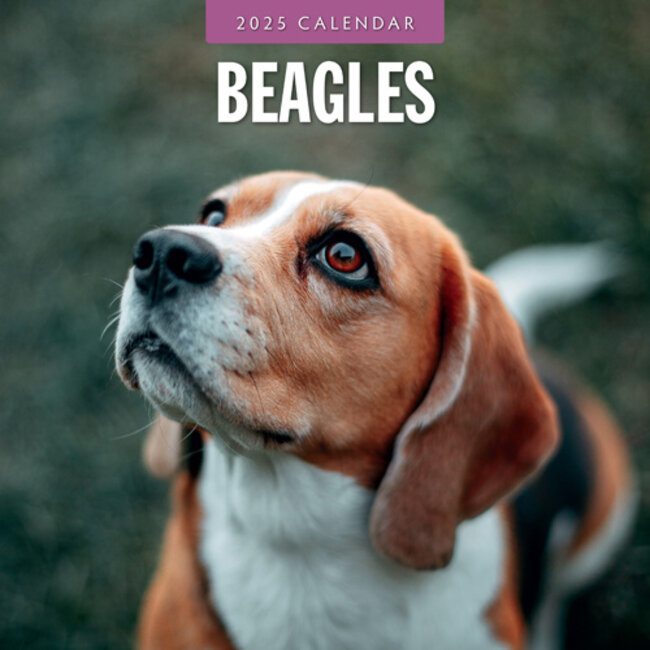 Beagle Kalender 2025