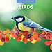 Red Robin Vögel Kalender 2025