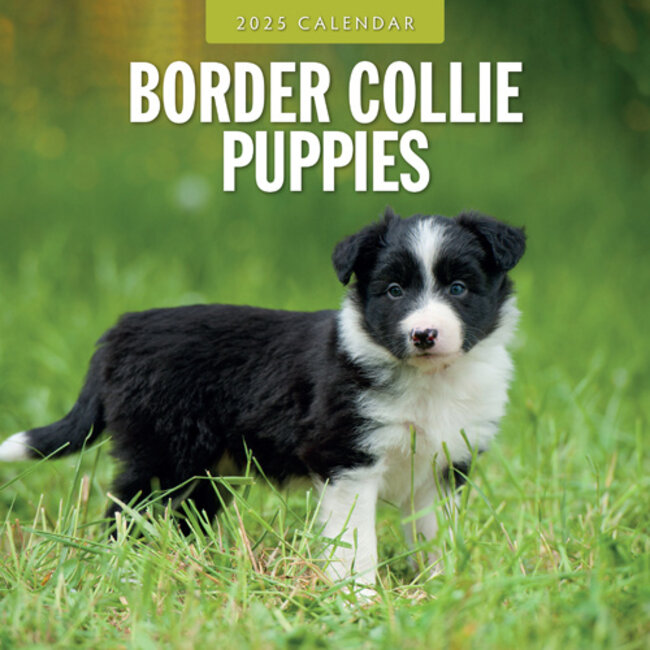 Border Collie Puppies Kalender 2025