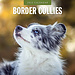 Red Robin Calendario Border Collie 2025