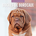 Red Robin Bordeaux Dog Calendar 2025