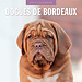 Red Robin Calendario del cane Bordeaux 2025